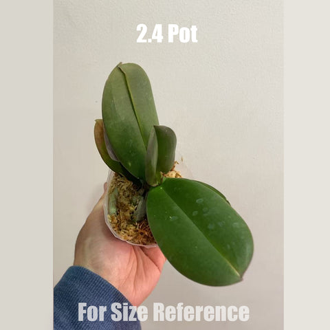 [Bare-root] [AS-IS] Phal. Kingcar Marble [May in stock]