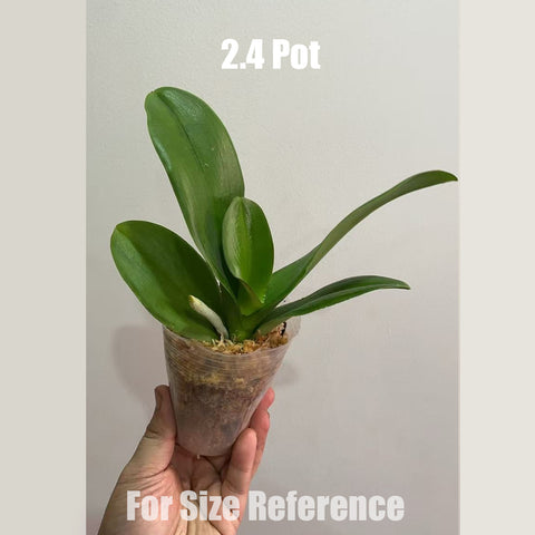 [Bare-root] Phal. Miki Chocolate '518' 雲石巧克力 [May in stock]