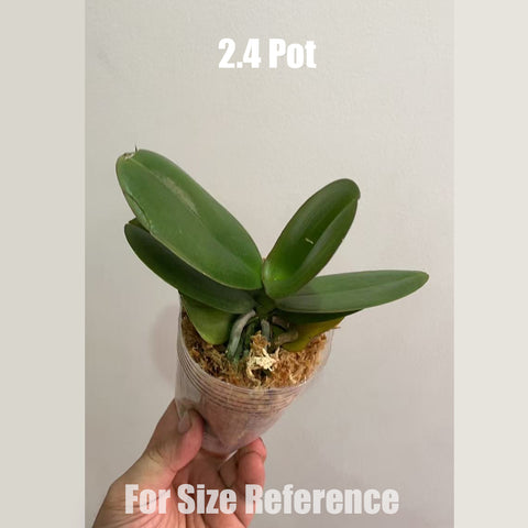 [Bare-root] Phal. Rainbow Unicorn 彩虹獨角獸  [May in stock]