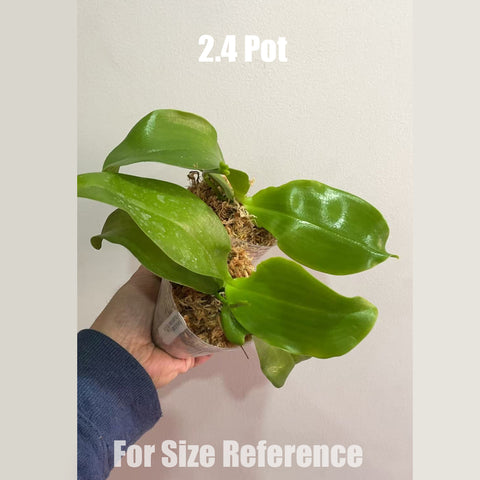 [Bare-root] [AS-IS] Phal. Luedde-Violacea ‘Black Spade’ 永利黑桃 [May in Stock]