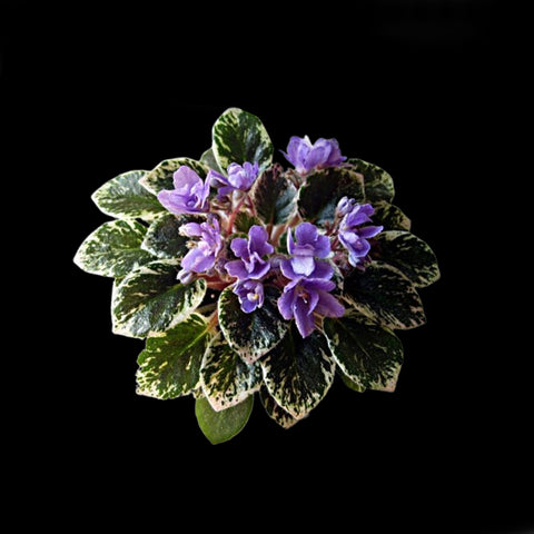 [Potted]African Violet Wichita Baby 威奇塔寶貝[Wishlist]