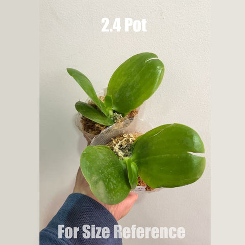 [Bare-Root] [AS-IS] Phal. KS Super Zebra '84' 超級斑馬 '84' [May in stock]
