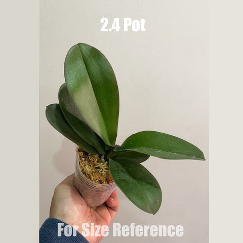 [Bare-root] Phal. First Light 曙光  [May in stock]