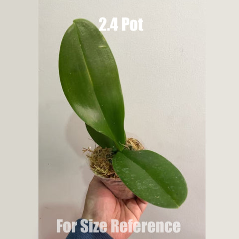 [Bare-root] Phal. Limoncello Big Lip 檸檬派 [March Preorder 26]