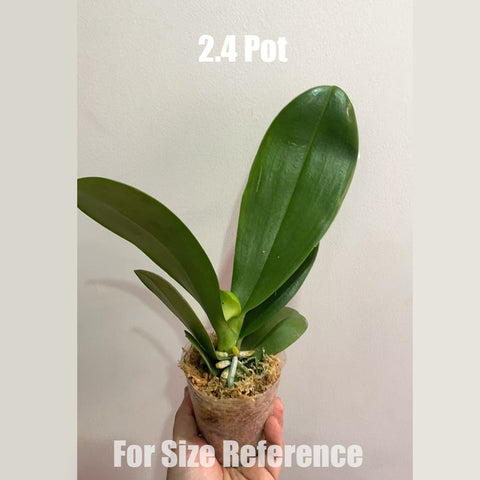 [Bare-root] Phal. Lioulin Wildcat 野貓 [May in stock]