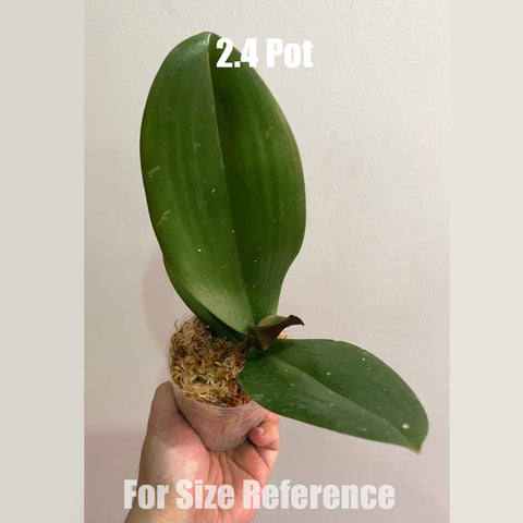 [Bare-root] Phal. Fangmei Black Piano 芳美黑鋼琴 [May in stock]
