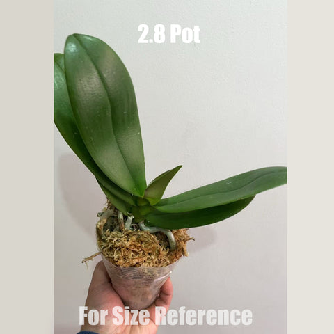 [Bare-root] Phal. Strawberry Cake [May in stock]