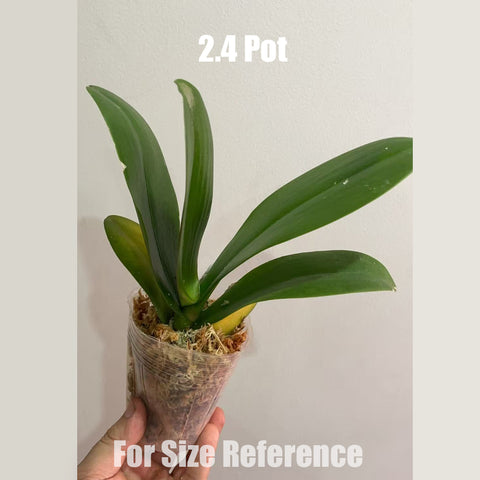 [Bare-root] Phal. Beautiful Blossom [May in stock]