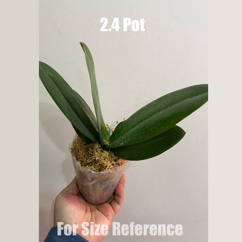 [Bare-root] Phal. Anthura Bologna [May in stock]