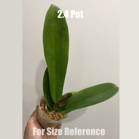 [Bare-root] #Big Lip# Phal. Mango Guzelligi [May in stock]