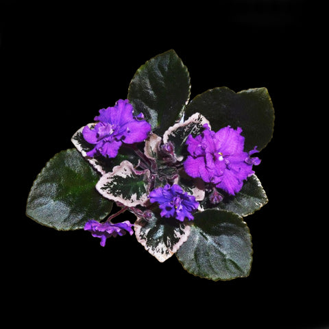 [Potted]African Violet Lyon's Black Magic 黑魔法 [Wishlist]