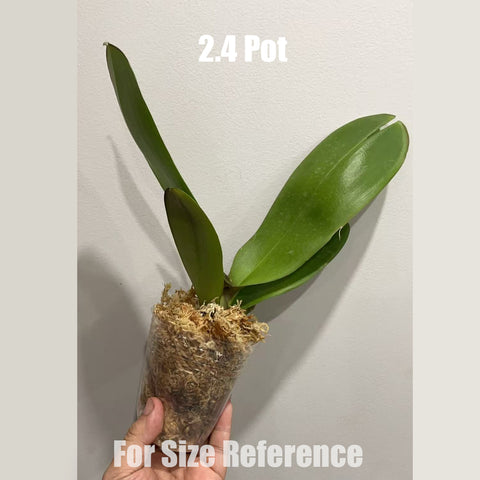 [Bare-root] Phal. Chaoqun Gemini [May in stock]