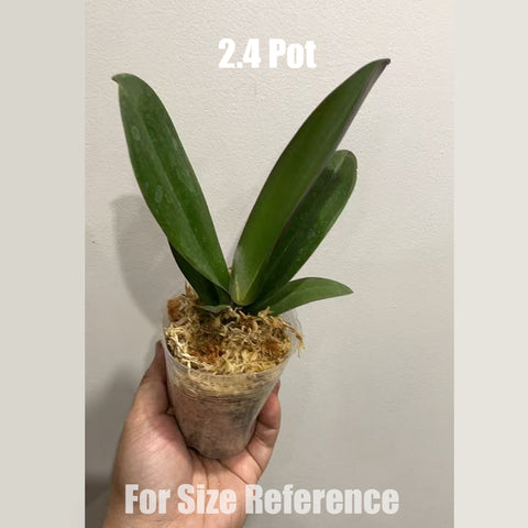[Bare-root] #Big Lip# Phal. Earl Grey Milk Tea 伯爵奶茶 [May in stock]