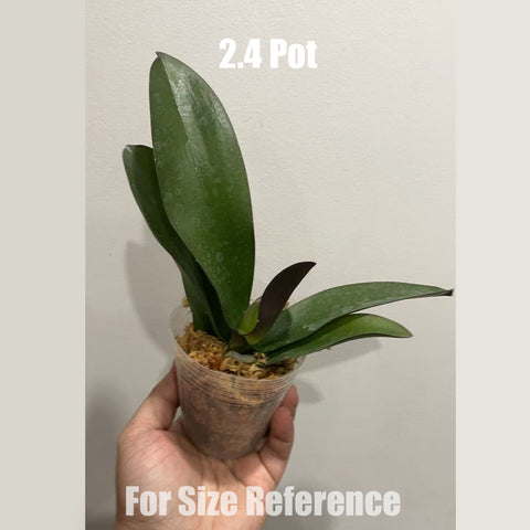[Bare-root] Phal. Buddha's Treasure 浮陀寶藏 [May in Stock]