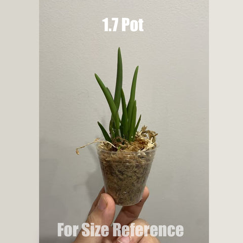 [Bare-root] Leptotes bicolor 雙色棒葉蘭 [May in Stock]