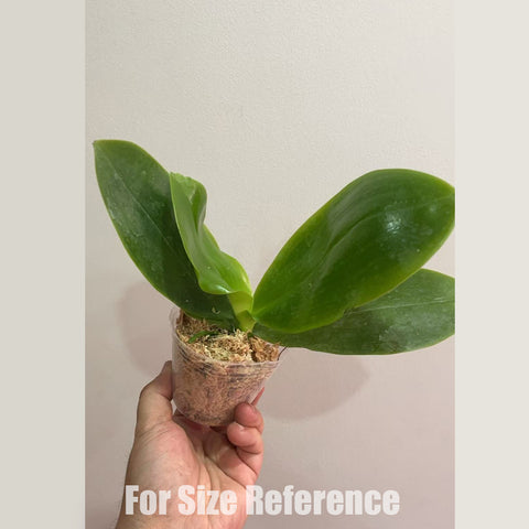 [Bare-root] Phal. Lioulin Blue Peacock xScott B.Taylor [3"BS][May in stock]