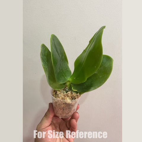 [Bare-root] Phal. Lioulin Blue Peacock x Jamie's Blue Dragonfly [3" BS][May in stock]