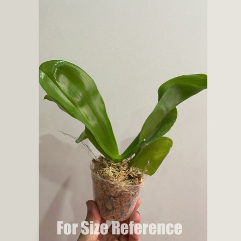 [Bare-root] Phal. Lioulin Blue Peacock x Lioulin blue pheasant [3“ BS][May in stock]