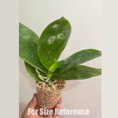 [Bare-root] Phal. (KS Samera-KS Blue Luedde) x Yaphon Blue Jewel [2.5" BS] [May in stock]