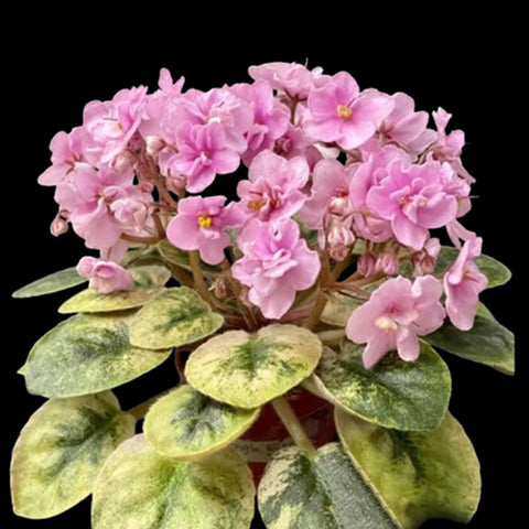 [Potted]African Violet Imp`s Angel Wings 天使之翼 [Wishlist]