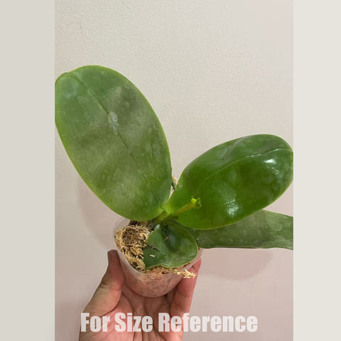 [Bare-root] Phal. Mituo Hsien 'blue' x Phal. Yaphon Blue Bird ‘Indigo' [2.5" BS][May in stock]