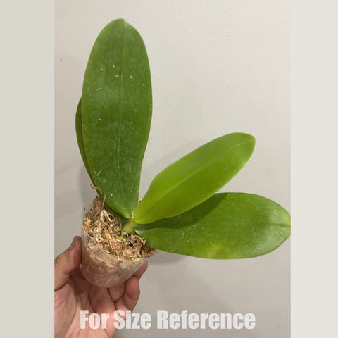 [Bare-root] Phal. Sweet Memory 'Liodoro' 甜蜜回憶Liodoro [3" BS] [May in stock]