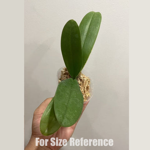 [Bare-root] Phal. amabilis 'Surabaya' × sib 粉阿嬤 [2.5" NBS][May in stock]