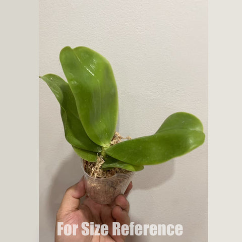 [Bare-root] Phal. bellina 'Red Apple x Alba' [2.5" BS] [May in stock]