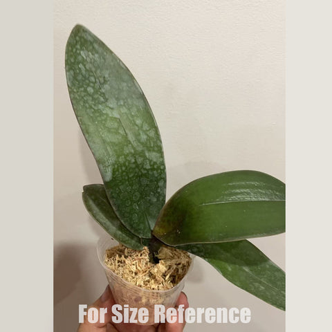 [Bare-root] Phal. Grand Conde (schilleriana x sanderiana) 西桑 [2.5" MS][May in stock]