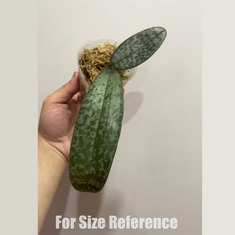 [Bare-root] [AS-IS] Phal. philippinensis x schilleriana"TKB" [2.4" NBS] [May in Stock 26]