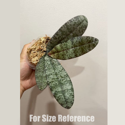 [Bare-root] Phal. celebensis × sib 蘇拉威西 [2.4" MS] [May in stock]