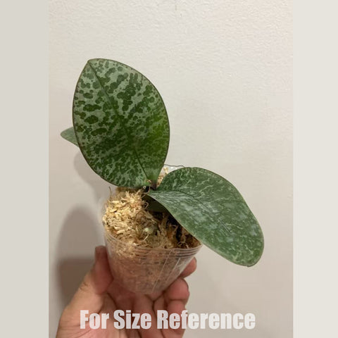 [Bare-root] Phal. Philishill (schilleriana x philippinensis) 菲西 [2.5 NBS] [Dec Preorder 25]