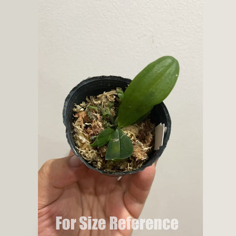 [Bare-root] Phal. lobbii 洛比蝴蝶蘭 [1.7 Seedling] [May in stock]