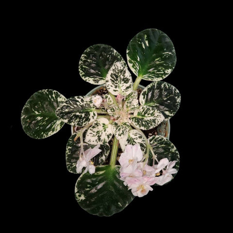 [Potted]African Violet K's Angel Share 天使之露 [Wishlist]