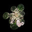 [Potted]African Violet K's Angel Share 天使之露 [Wishlist]