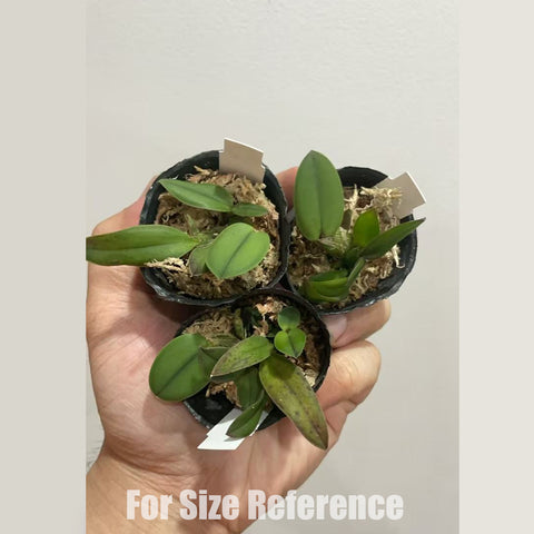 [Bare-root] Cattleya cernua x sib 索芙蘭 [1.7 NBS] [May in stock]