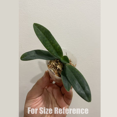 [Bare-root] Paph. Ra-ming Lanna  (TC) [2.4" NBS] [May in stock]