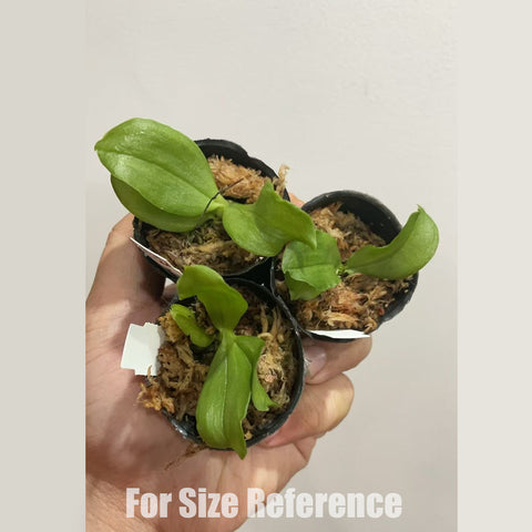 [Bare-root] Phal. bellina"Yellow" 黃貝 [1.7" Seeding] [March in stock]