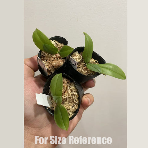 [Bare-root] Phal parishii 柏氏蝴蝶蘭 [1.7" NMS] [March Preorder 26]