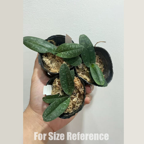 [Bare-root] Paph. Deception 雪白美人 [2.4" NBS] [May in stock]