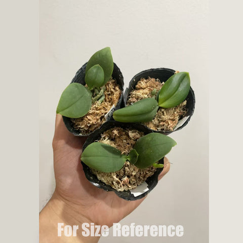[Bare-root] Phal. lobbii "orange" x sib 橘洛比 [1.7" NBS][May in stock]