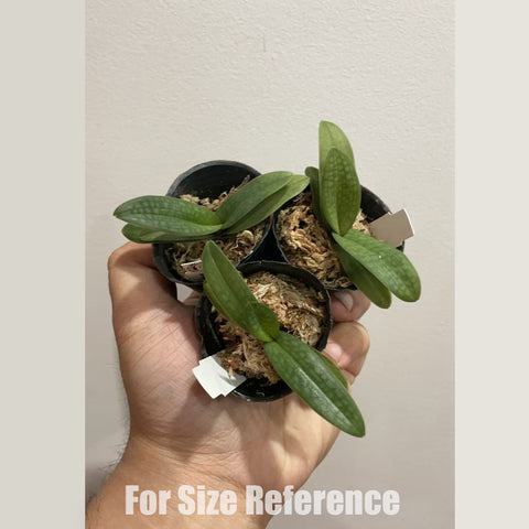 [Bare-root] Paph.Lady Isabel x armeniacum'Green Valley' [1.7" NMS] [May in stock]