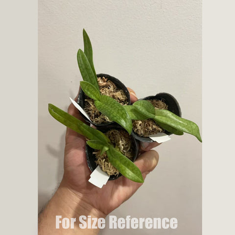 [Bare-root] Paph. Gloria Naugle'Red' (TC/MC) [1.7" NMS] [May in stock]