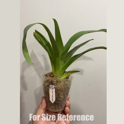 [Bare-root] Paph. YY Golden Slipper 黃金綠肉餅 (TC) [2.4" BS] [May in stock]