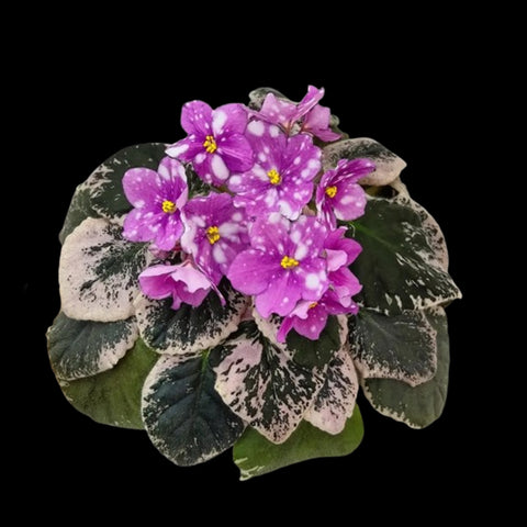 [Potted]African Violet Rivermist Calypso 河霧精靈 [Wishlist]