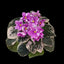 [Potted]African Violet Rivermist Calypso 河霧精靈 [Wishlist]