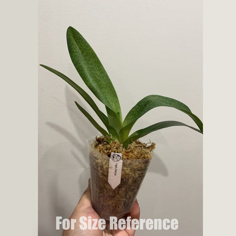 [Bare-root] Paph. Delrosi 大红桃 (TC) [2.4" NBS][May in stock]