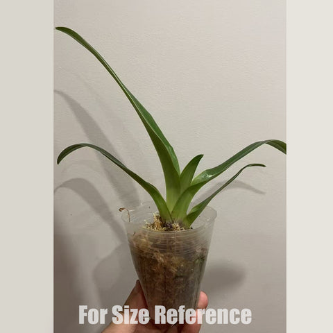 [Bare-root] Paph. Enzan Kitty 小花貓肉餅 [2.5" NBS][May in stock]