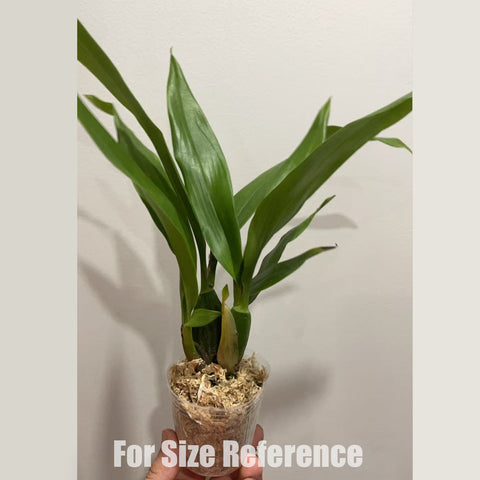 [Bare-root] Enc. cochleata [2.4" BS ][May in stock]