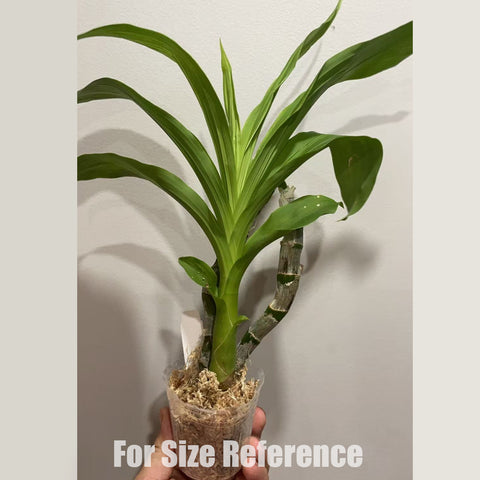 [Bare-root] Cycd. Taiwan Black Pearl [2.4" BS] [May in stock]